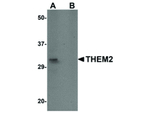 THEM2 Antibody in Western Blot (WB)