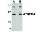 THEM4 Antibody in Western Blot (WB)