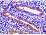 TIM-1 Antibody in Immunohistochemistry (Paraffin) (IHC (P))