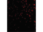 TIM-4 Antibody in Immunocytochemistry (ICC/IF)