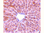 TIP47 Antibody in Immunohistochemistry (Paraffin) (IHC (P))