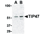 TIP47 Antibody in Western Blot (WB)