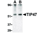 TIP47 Antibody in Western Blot (WB)