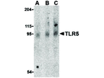 TLR5 Antibody in Western Blot (WB)