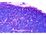 TLR8 Polyclonal Antibody