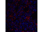TM4SF1 Polyclonal Antibody
