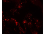 TM4SF1 Antibody in Immunocytochemistry (ICC/IF)