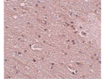 TMEM16B Antibody in Immunohistochemistry (Paraffin) (IHC (P))