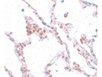 TMEM184B Antibody in Immunohistochemistry (Paraffin) (IHC (P))