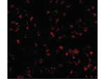 TMEM214 Antibody in Immunocytochemistry (ICC/IF)