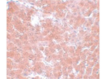 TMEM70 Antibody in Immunohistochemistry (Paraffin) (IHC (P))