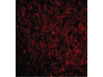 TMP21 Polyclonal Antibody