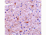 TMP21 Antibody in Immunohistochemistry (Paraffin) (IHC (P))