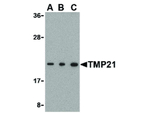 TMP21 Antibody in Western Blot (WB)