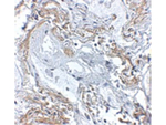 TNFAIP3 Antibody in Immunohistochemistry (Paraffin) (IHC (P))