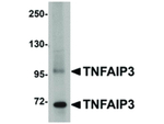 TNFAIP3 Antibody in Western Blot (WB)