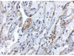 TNFAIP3 Antibody in Immunohistochemistry (Paraffin) (IHC (P))