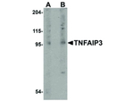 TNFAIP3 Antibody in Western Blot (WB)