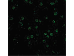 TNFRSF14 Antibody in Immunocytochemistry (ICC/IF)