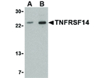 TNFRSF14 Antibody in Western Blot (WB)