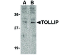 TOLLIP Antibody in Western Blot (WB)
