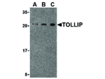 TOLLIP Antibody in Western Blot (WB)