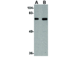 TOM70 Antibody in Western Blot (WB)