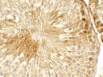TOPAZ1 Antibody in Immunohistochemistry (Paraffin) (IHC (P))