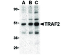 TRAF2 Antibody in Western Blot (WB)