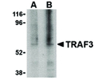 TRAF3 Antibody in Western Blot (WB)