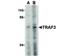 TRAF3 Antibody in Western Blot (WB)