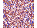 TREX1 Antibody in Immunohistochemistry (Paraffin) (IHC (P))