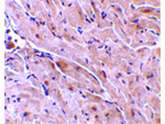 TRIAD3A Antibody in Immunohistochemistry (Paraffin) (IHC (P))