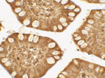 TRIM21 Antibody in Immunohistochemistry (Paraffin) (IHC (P))