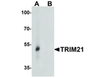 TRIM21 Antibody in Western Blot (WB)