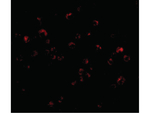 TRIM25 Antibody in Immunocytochemistry (ICC/IF)