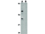 TRIM25 Antibody in Western Blot (WB)