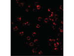 TRIM25 Antibody in Immunocytochemistry (ICC/IF)