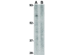 TRIM25 Antibody in Western Blot (WB)