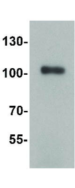 TRIM28 Polyclonal Antibody