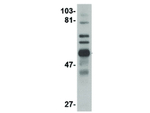 TRIM30 Antibody in Western Blot (WB)