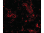 TRIM30 Antibody in Immunocytochemistry (ICC/IF)