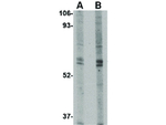 TRIM30 Antibody in Western Blot (WB)