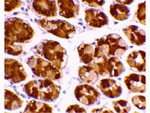 TRIM5 alpha Antibody in Immunohistochemistry (Paraffin) (IHC (P))