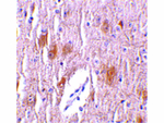 TRIM5 delta Antibody in Immunohistochemistry (Paraffin) (IHC (P))