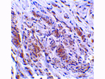 TRIM5 gamma Antibody in Immunohistochemistry (Paraffin) (IHC (P))