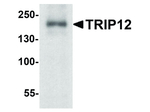 TRIP12 Antibody in Western Blot (WB)