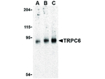TRPC6 Antibody in Western Blot (WB)