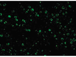 TSC1 Antibody in Immunocytochemistry (ICC/IF)