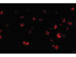 TSC2 Antibody in Immunocytochemistry (ICC/IF)